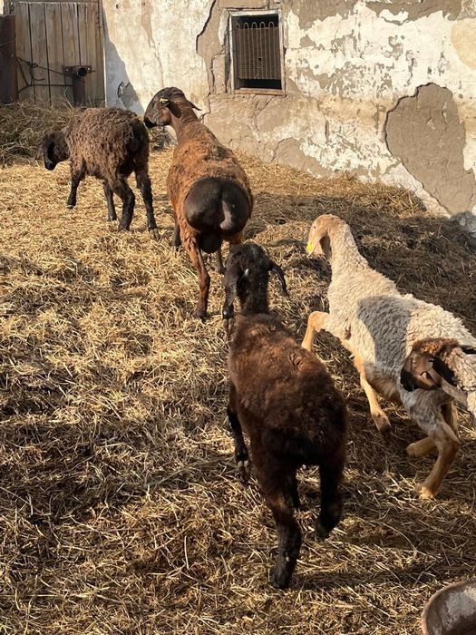Продам жирного кушкара