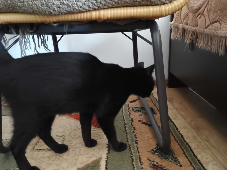 Dau pentru adoptie pisica neagra