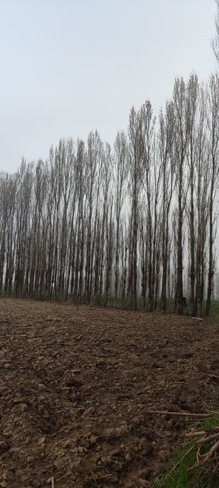 Тераклар бор сотилади