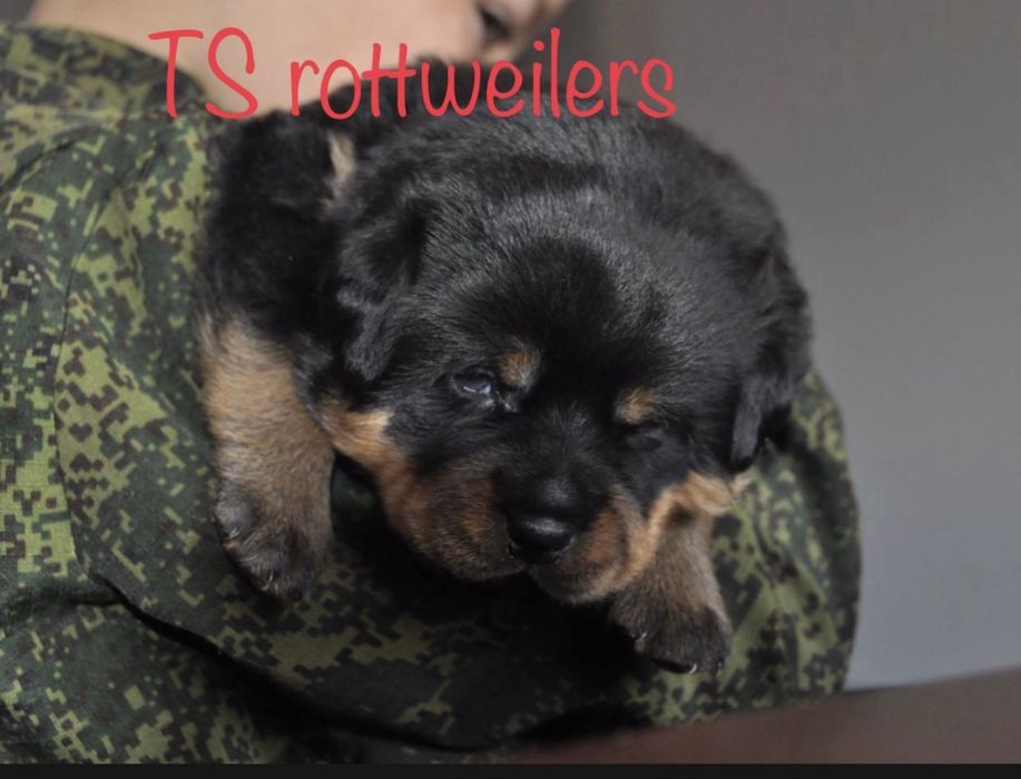 Щенки ротвейлера ADRK линия