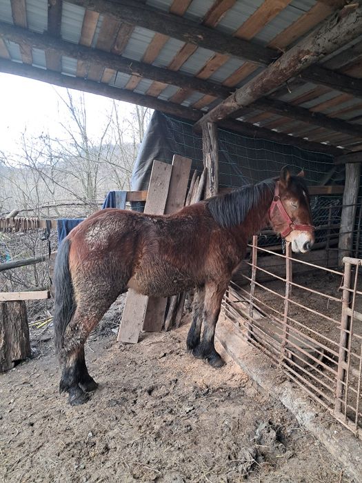 Vând un mânz de doi ani