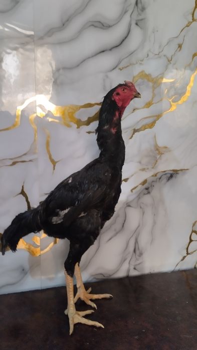 Dakan Korea  shamo xoʻrozlari