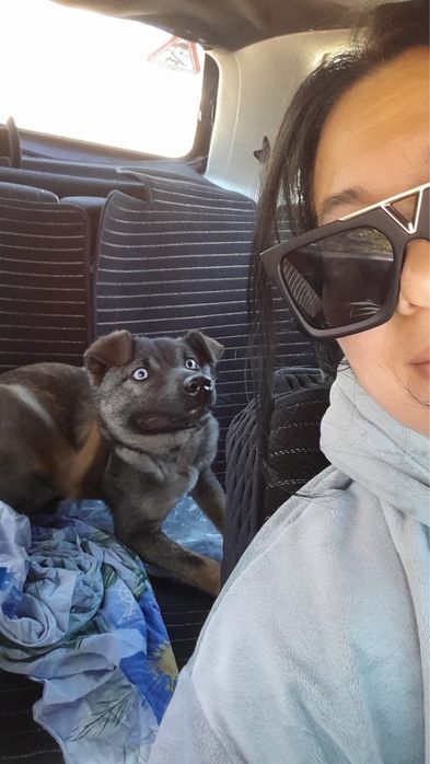 Щенок метис с хаски в добрые руки