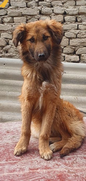 Продается собака  красавица полуовчарка девочка 7 месяцев