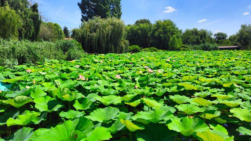 Casa Snagov 7 camere