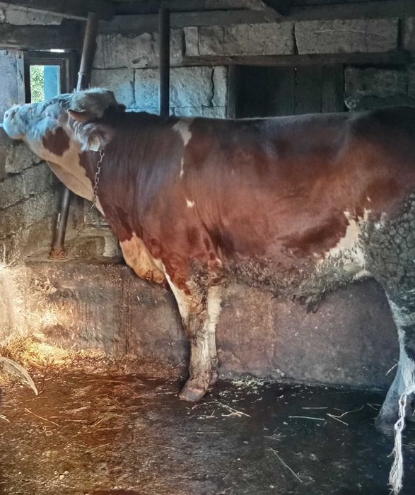 Vând taur bălțat românesc