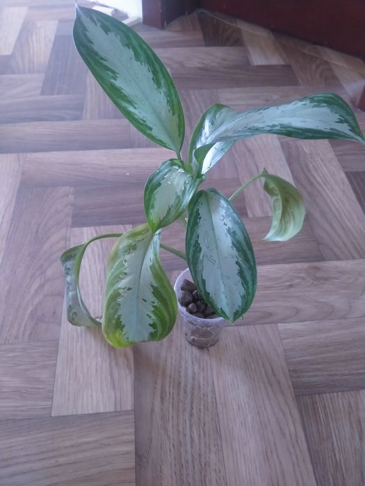 Аглонемалар сатылымда!!!