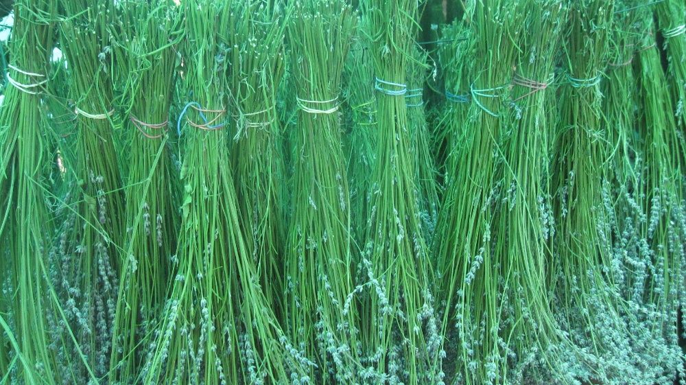 Ulei esential de lavanda