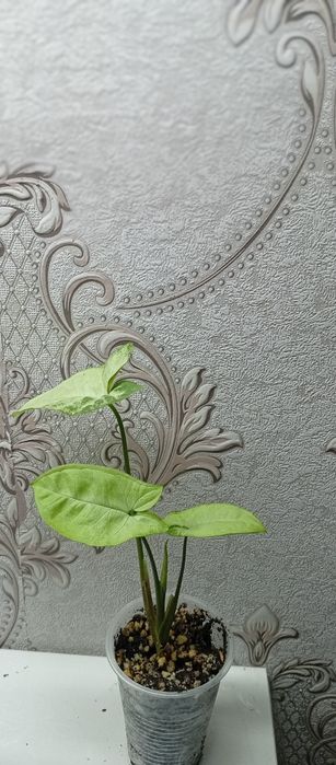 Продам растения.