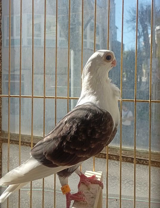 Гълъбица Едногодишна кабачка