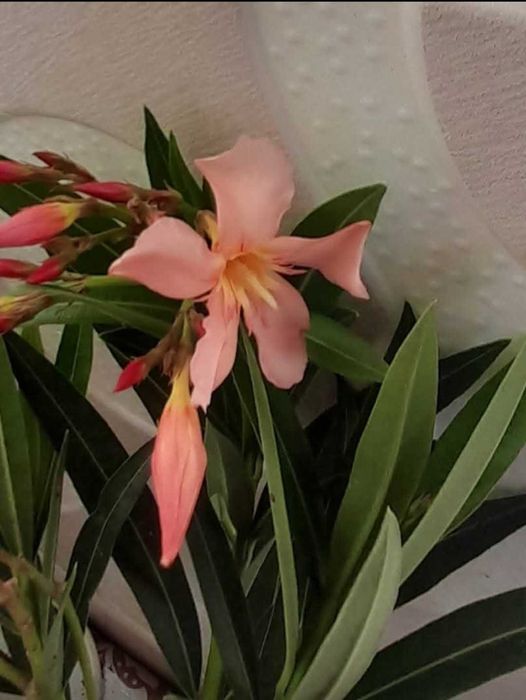 Олеандър младо растение