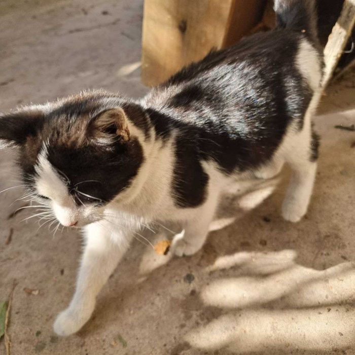 Отдам котёнка, девочка, 3 месяца