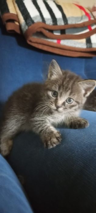 Котята 2 девочки 2 месяцев