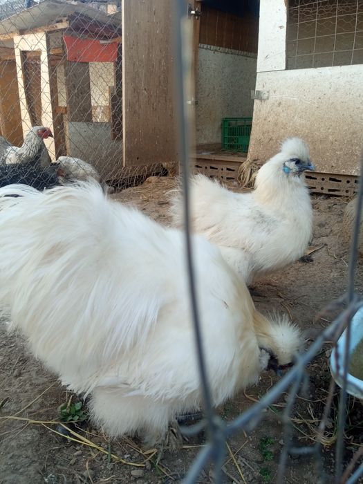 Ouă și pui de rasă: Hamburg, Brahma și Silkie ( mătase japoneză )