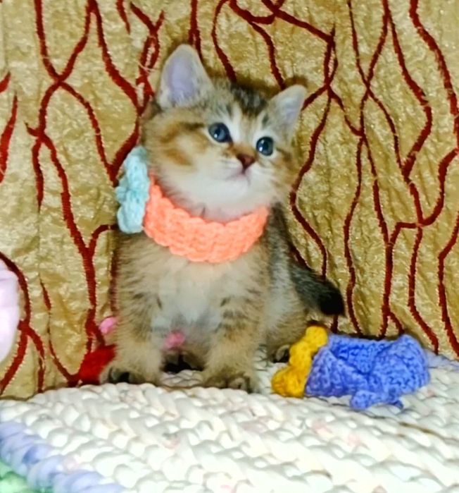 Золотая Шиншила девочка