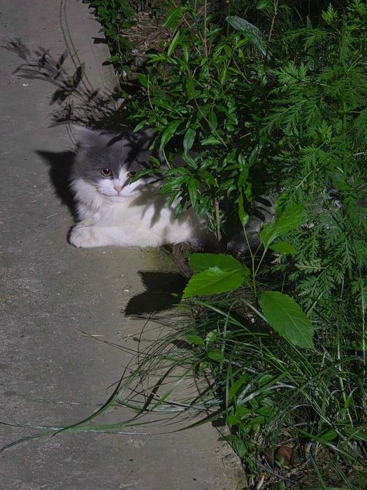 Подарю шикарную кошечку