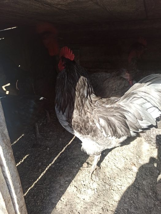 Cocoși tineret din mai anul trecut