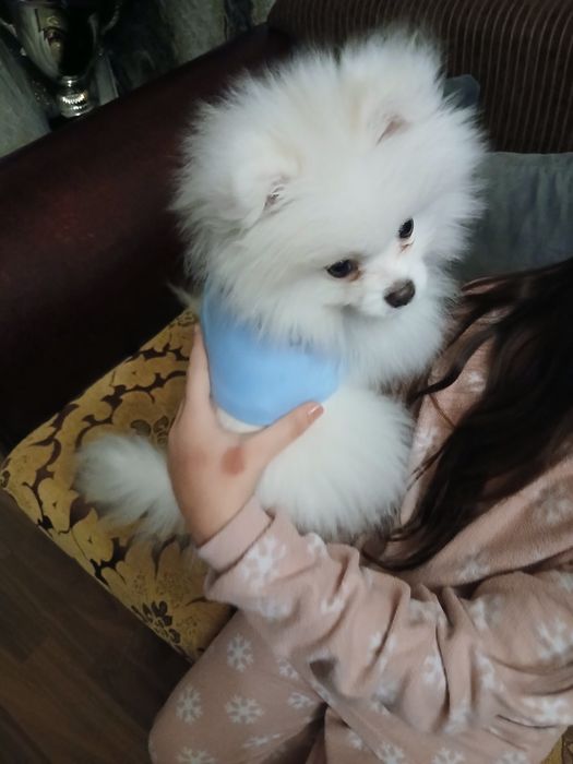 Продавам мини щпиц