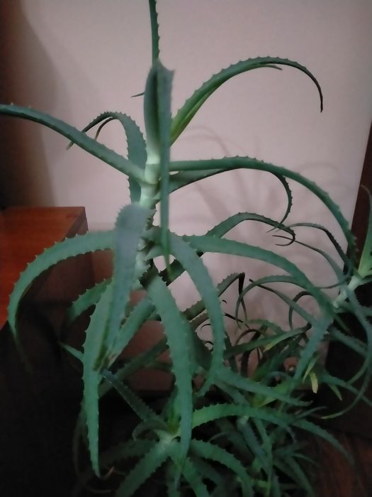 Продам алоэ столетник