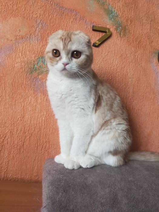 Шотландские кошки