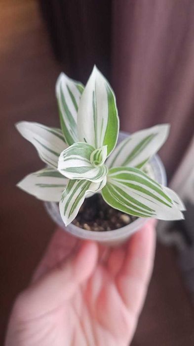 Традесканция продам