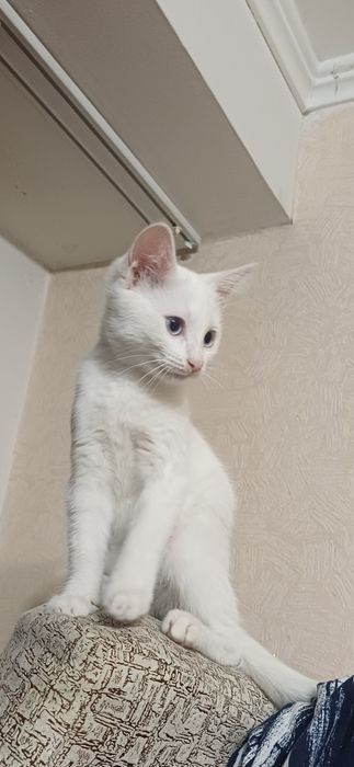 Котенок - девочка, 3 мес.