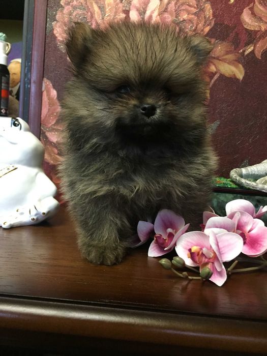 щенки померанского шпица