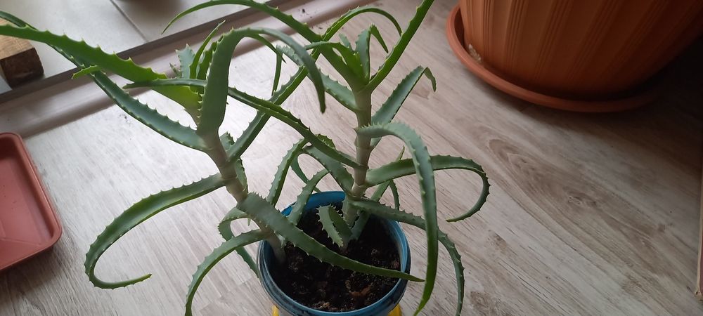 Продам алоэ 3-летний