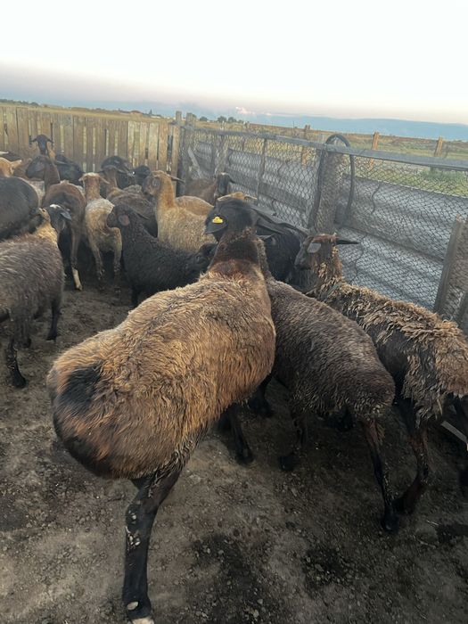 чистый Гисар писать на вацап