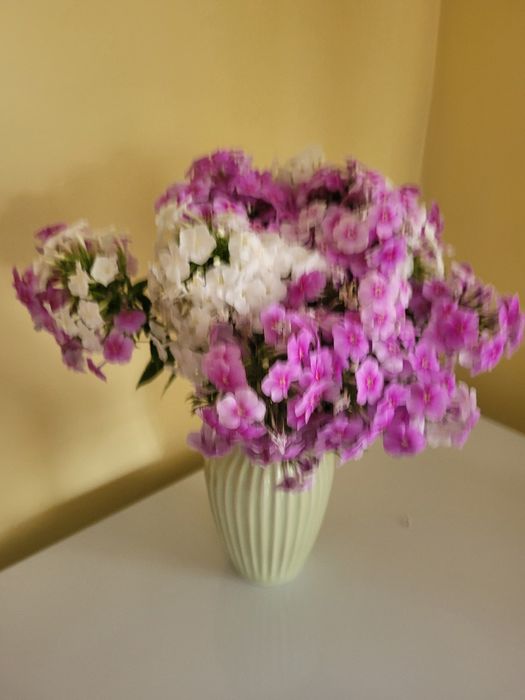 Флоксы ароматные, яркие, красивые