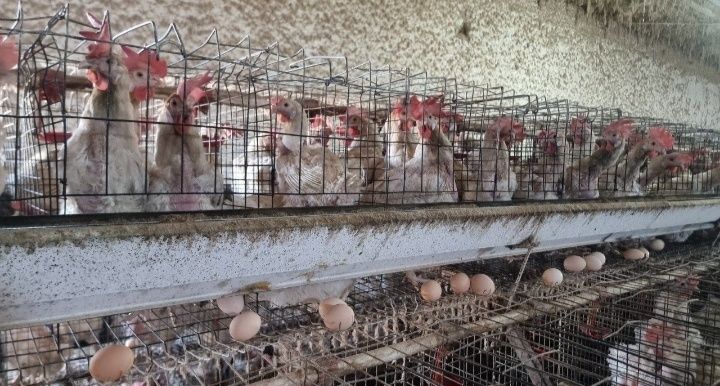 Sinfdiy tovuqlar sotiladi 70 80%tuxum qoʻyib turibdi