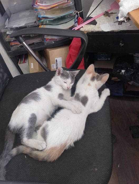 Подарявам малки котета на два месеца