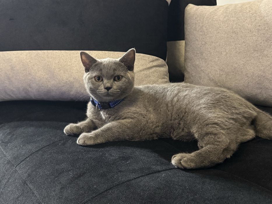Котка британска късокосместа