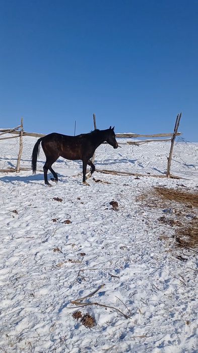 Тазақанды байтал