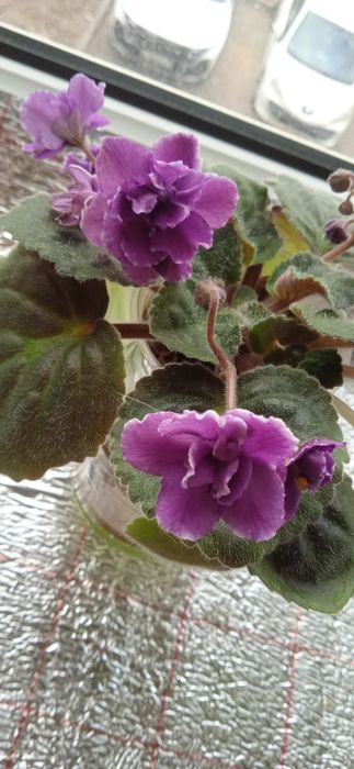 Продам цветущие  фиалки