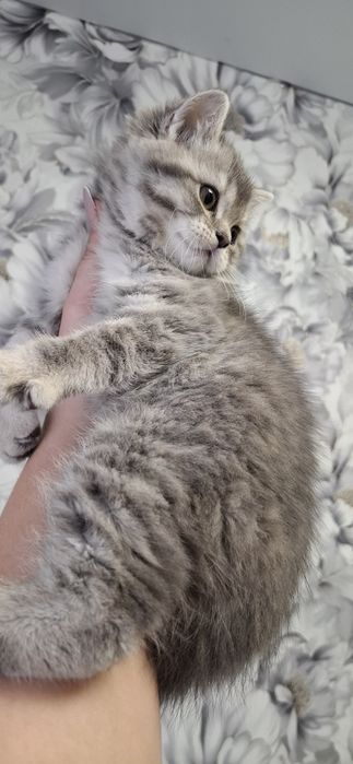 Кошечка скоттиш страйт