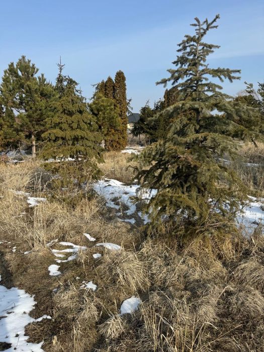 Продаются ёлки туи