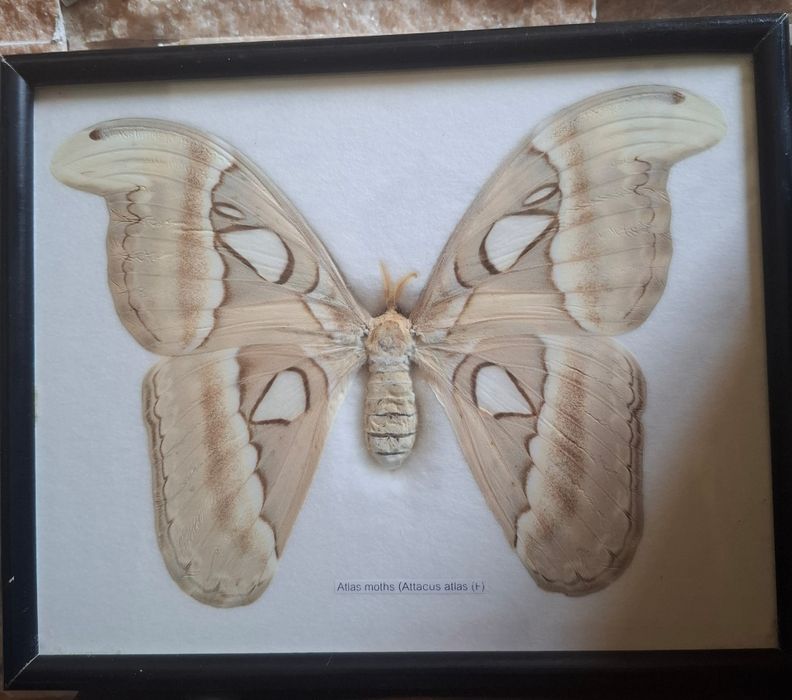 Fluture Attacus Atlas