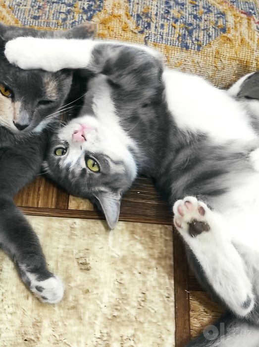 Пристраиваются котятки