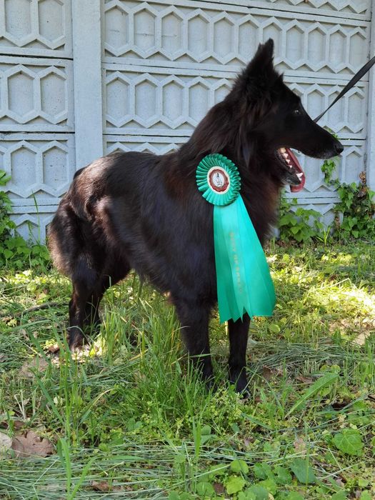 Ciobanesc belgian groenendael