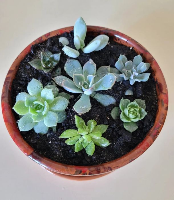 Цветы-прекрасный подарок