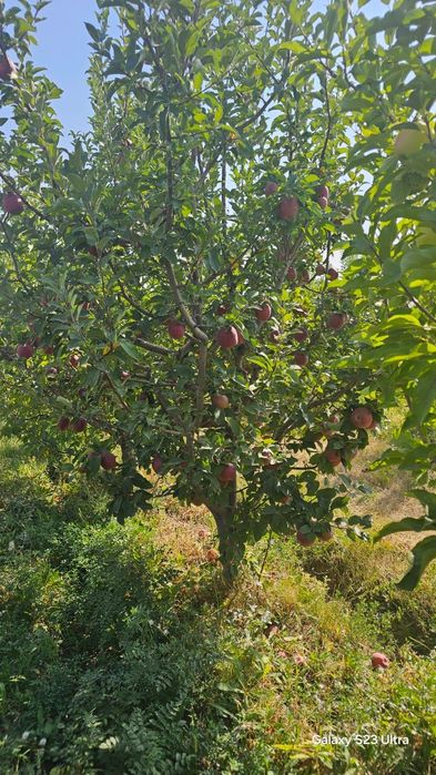 Продается яблоневый сад