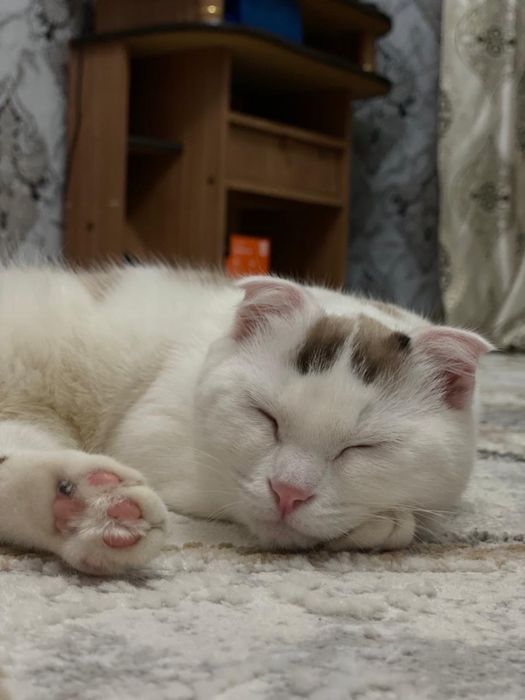 Продаётся шотландская кошка