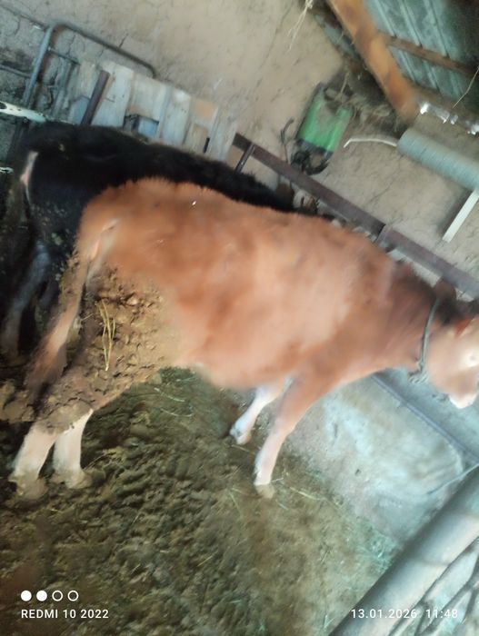 2 Тана тёлка 10 месяц