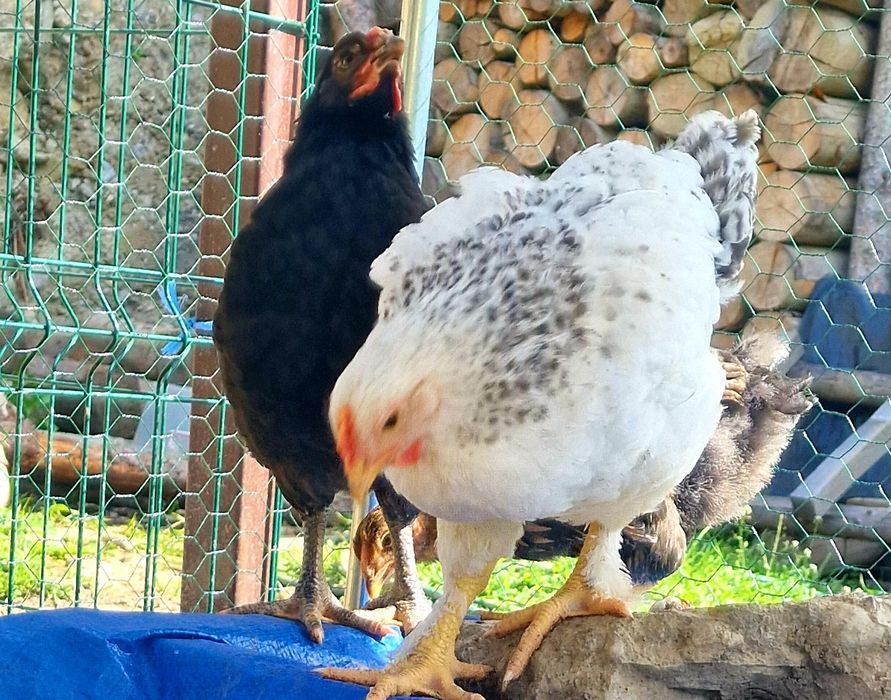 De vanzare pui 5 săptămâni-Metis Wyandotte  cu Gaini Incaltate