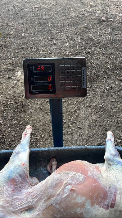 Продам бараны с откорма оптом