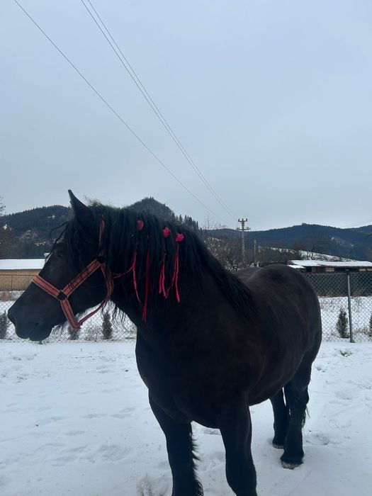 Vand Armasar de 6 Ani