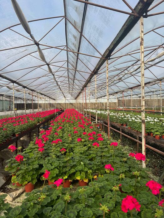 Geran gullari sotiladi