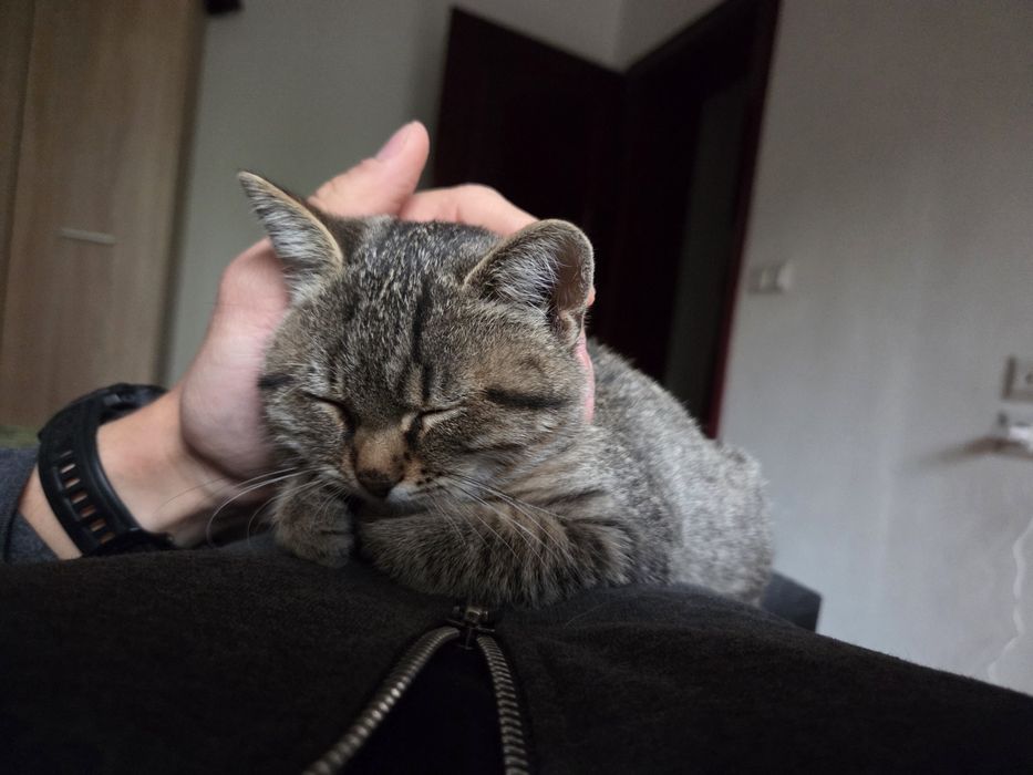 Подарявам женско коте