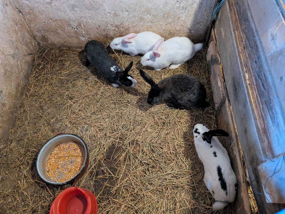 Vand iepuri intre 1-4kg